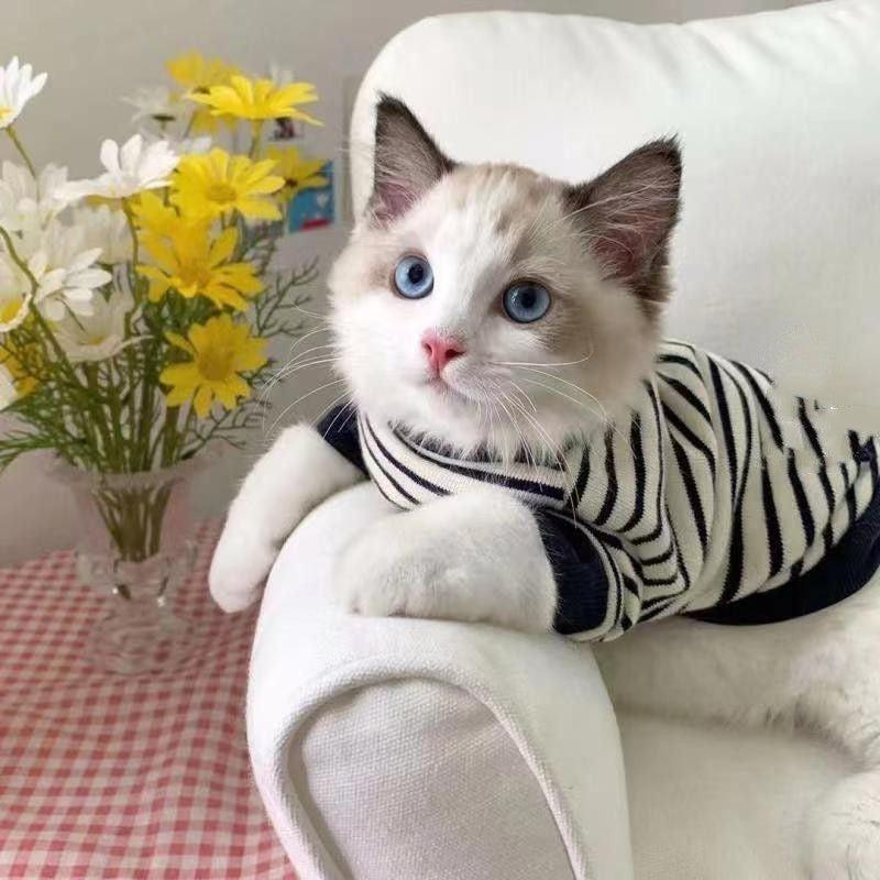 Cat Two-Pod Sweater